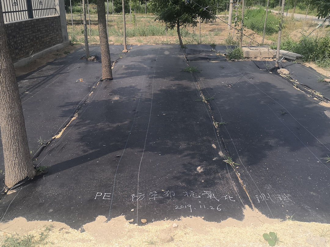 除草布實驗效果